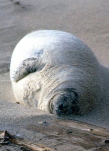 fat seal