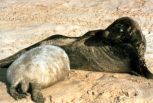 seals 2