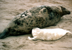 seals